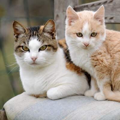 Two Cats on a chair