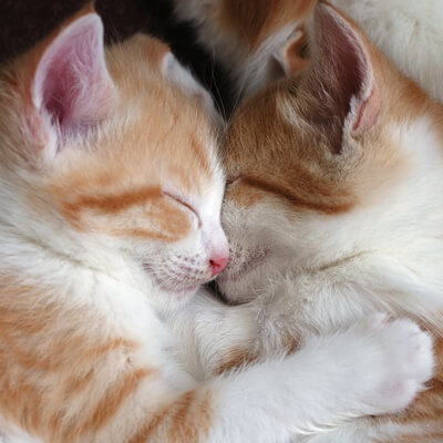 Two Kittens Sleeping